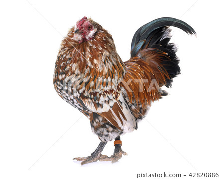 Barbu d'Anvers rooster 42820886