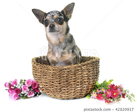 chihuahua in studio 42820917
