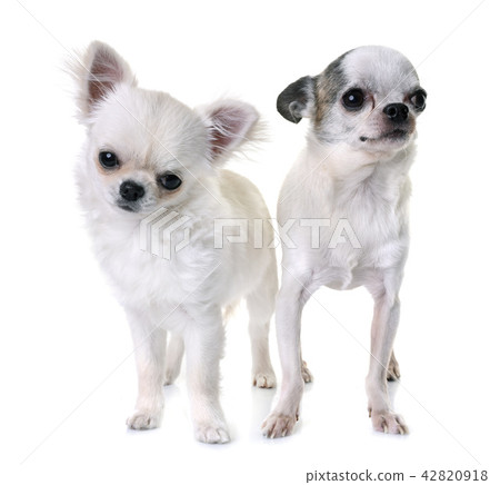 chihuahuas in studio 42820918