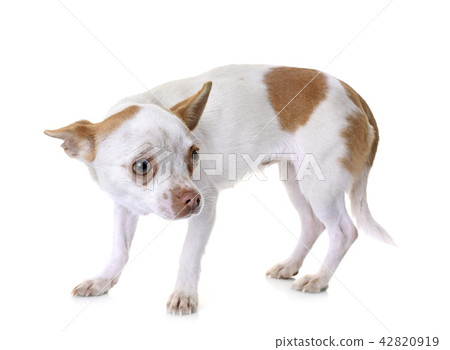 chihuahua in studio 42820919