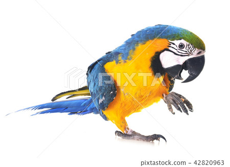 Blue-and-yellow macaw in studio 42820963
