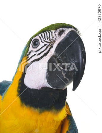 Blue-and-yellow macaw in studio 42820970