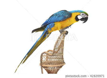 Blue-and-yellow macaw in studio Blue-and-yellow macaw in studio 42820971