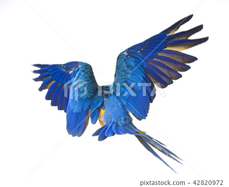 Blue-and-yellow macaw in studio 42820972