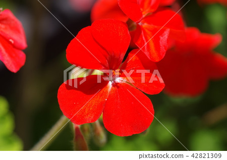Geranium flowers 42821309
