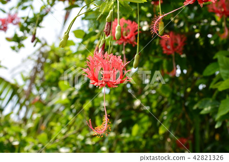 Hibiscus Hibiscus 42821326