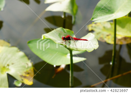 在夏天,紅色雄性蜻蜓男性在沼澤的沼澤地 在夏天,紅色雄性蜻蜓男性在沼澤的沼澤地 42821697