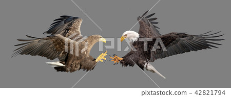 Fight of two eagles 42821794