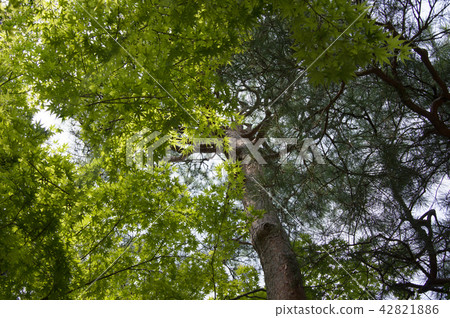 A pine tree looking up at the leaf of fresh green maple 42821886