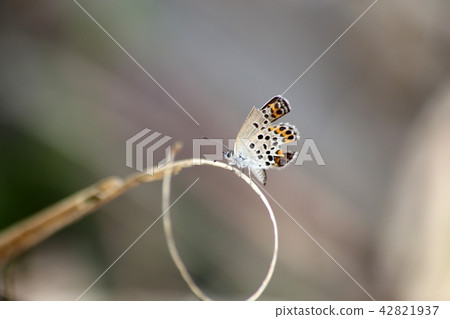 Miyamashijimi 42821937