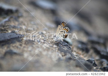 Affiliation 42821942