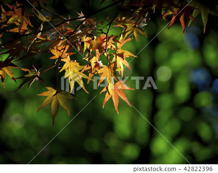 楓葉楓 42822396
