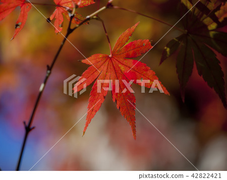 秋天的落葉 42822421