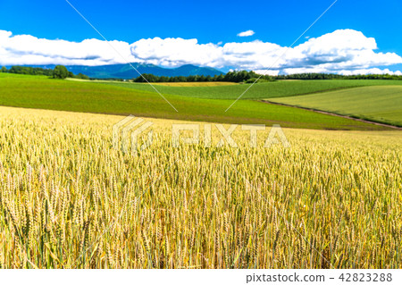 "Hokkaido" Biei · summer wheat fields "Hokkaido" Biei · summer wheat fields 42823288