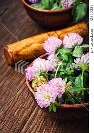 Healing plant clover Healing plant clover 42823322