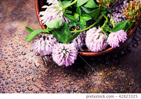 Healing plant clover Healing plant clover 42823325