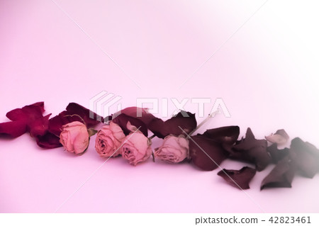 Rose flower wilt 42823461