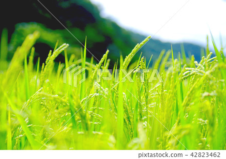 Early autumn rice 42823462