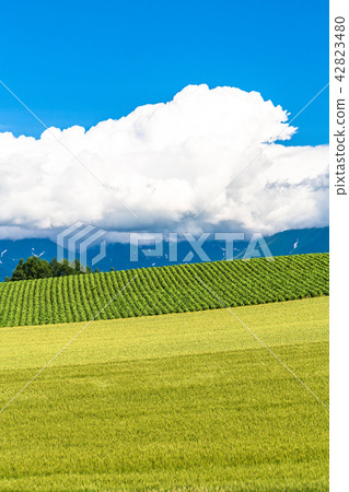 "Hokkaido" Biei · summer sky and countryside scenery "Hokkaido" Biei · summer sky and countryside scenery 42823480