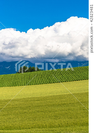 "Hokkaido" Biei · summer sky and countryside scenery "Hokkaido" Biei · summer sky and countryside scenery 42823481