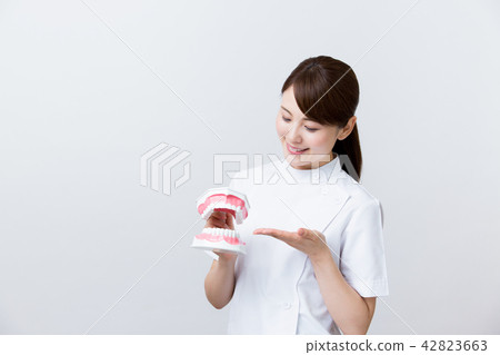 Dental hygienist dental assistant tooth model Dental hygienist dental assistant tooth model 42823663
