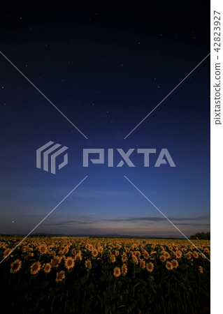 Himawari-machi Himawari-machi Airport in Hokkaido Sunflower field at night 42823927