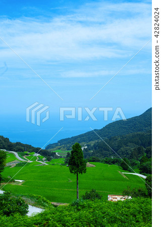 Summer rocky ryuu rice terrace 42824024