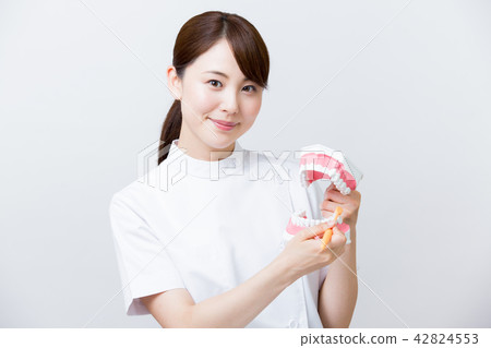 Dental hygienist dental assistant tooth model Dental hygienist dental assistant tooth model 42824553