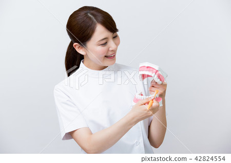 Dental hygienist dental assistant tooth model Dental hygienist dental assistant tooth model 42824554
