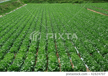 生菜場 生菜場 42824707