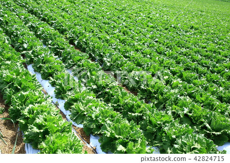 Lettuce field Lettuce field 42824715