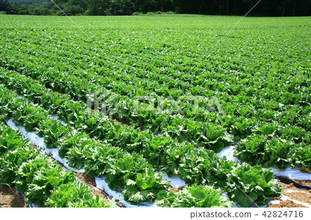 Lettuce field Lettuce field 42824716