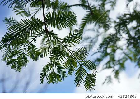 Metasequoia leaves like bird's feathers Metasequoia leaves like bird's feathers 42824803