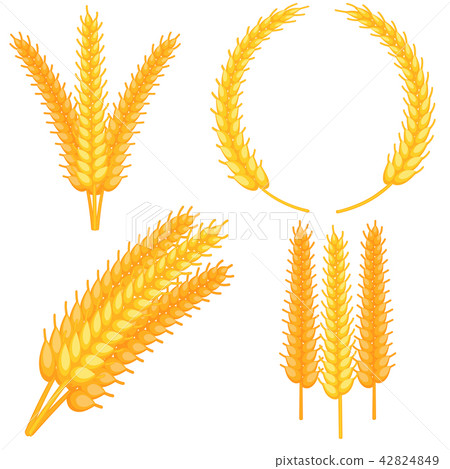 Colorful cartoon ripe wheat ear set Colorful cartoon ripe wheat ear set 42824849
