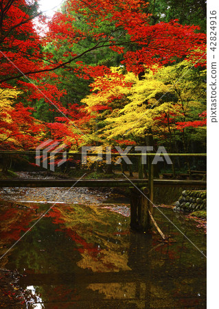 秋天的樹葉 秋天的樹葉 42824916