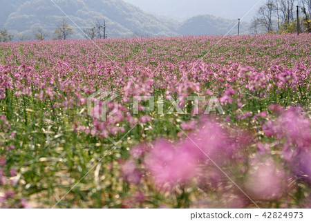 Tottori walk in four seasons autumn Rakkyo flower Tottori walk in four seasons autumn Rakkyo flower 42824973