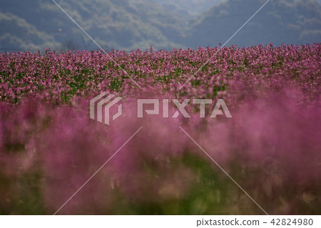 Tottori walk in four seasons autumn Rakkyo flower 42824980