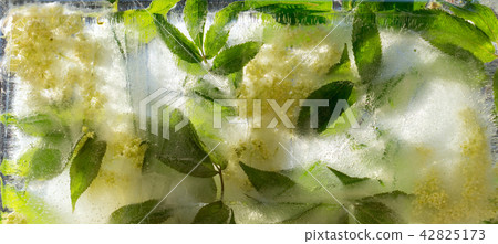 Background of  elder  flower frozen in ice 42825173