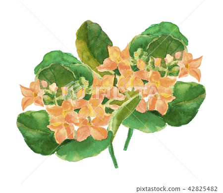 Kalanchoe Orange 42825482