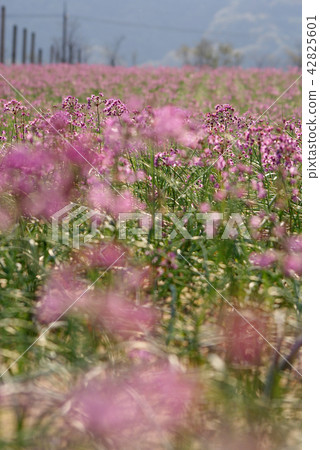 鳥取走在四季秋天的Rakkyo花 42825601