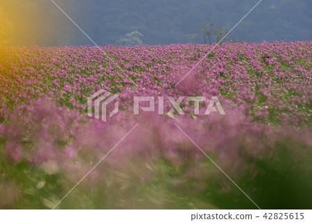 Tottori walk in four seasons autumn Rakkyo flower Tottori walk in four seasons autumn Rakkyo flower 42825615