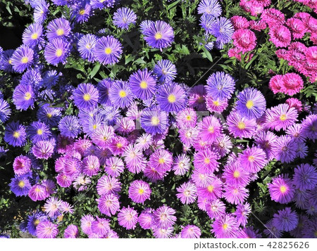"Yuzen chrysanthemum" to grow naturally 42825626
