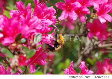 Tiger bumblebee and Yamato azalea flower 42825865