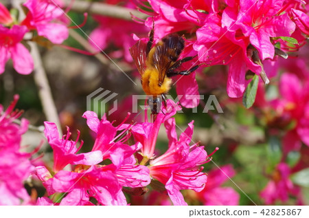 Tiger bumblebee and Yamato azalea flower 42825867