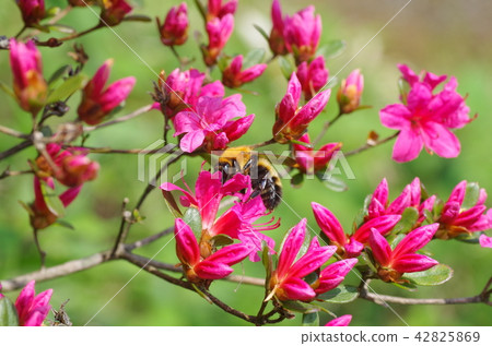 老虎大黃蜂和大和杜鵑花 老虎大黃蜂和大和杜鵑花 42825869