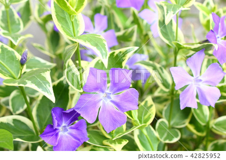 Periwinkle 42825952