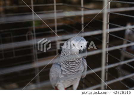 Close up photo of Dove in cage on the market 42826116