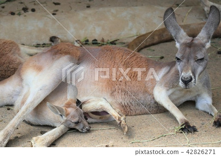 Parent-child kangaroo 42826271
