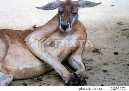 Kangaroos taking a pose 42826272