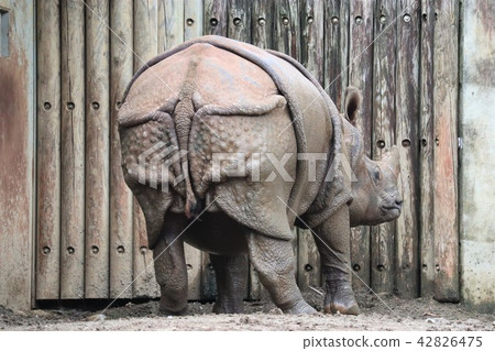 富含皮膚的印度雨 42826475